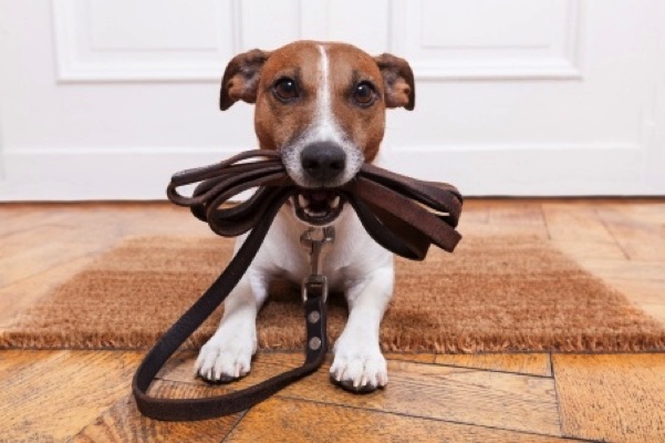 Dog waiting for a walk from his Dog Walker