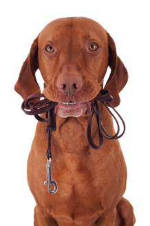 brown dog with leash in it's mouth, wanting a walk!