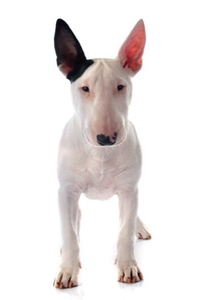 adorable bull terrier